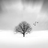 Snowscapes - Set of 9 Folded Greeting Cards