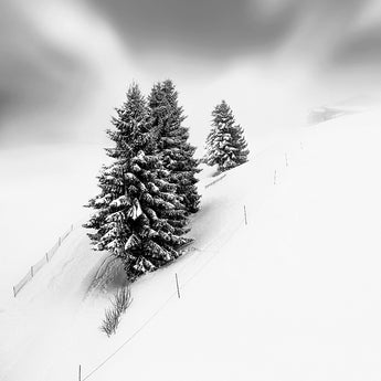 Silent Beauty