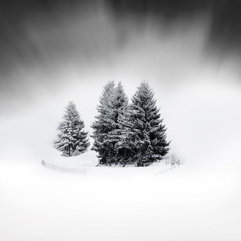 White Beauty